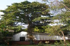 Couroupita guianensis